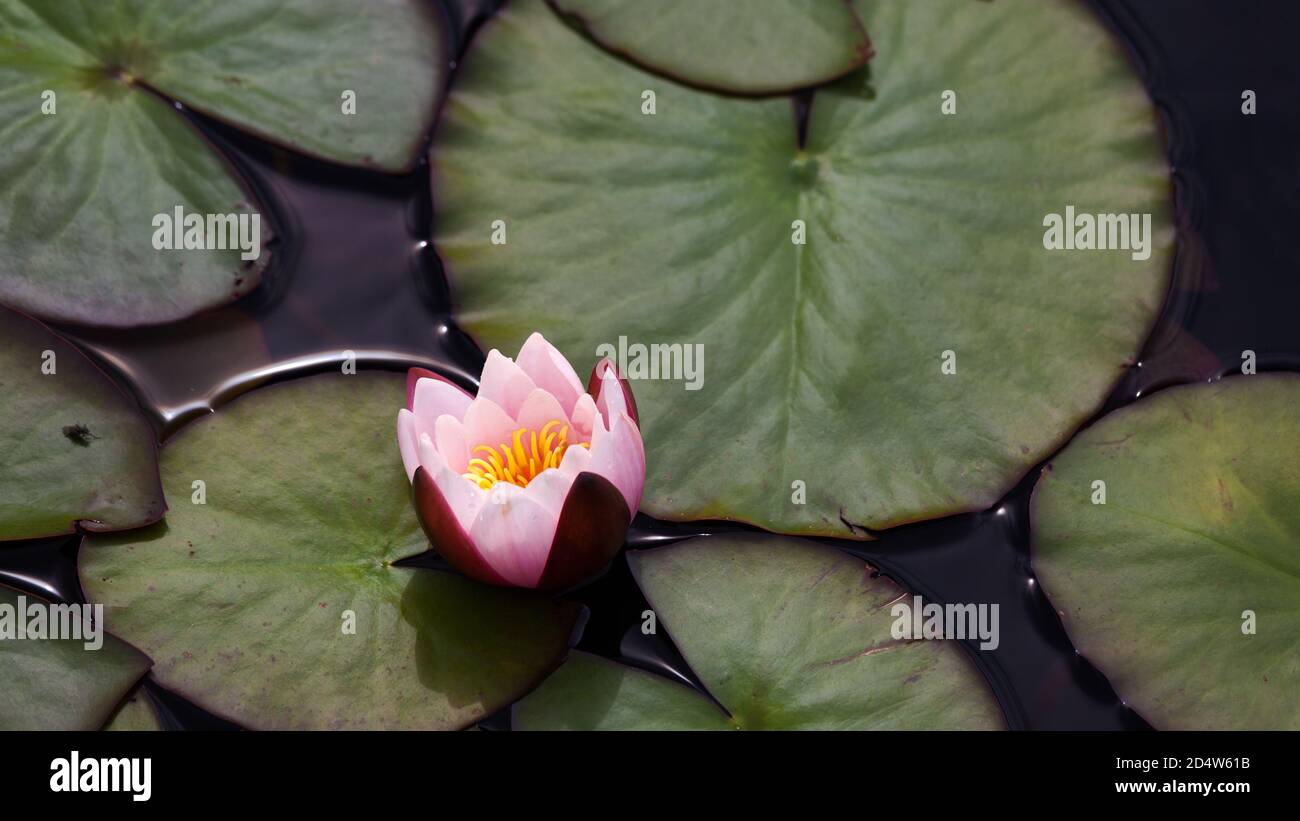 Beautiful water lily flower in the lake with a lot of green water lily leaves surrounded. Stock Photo