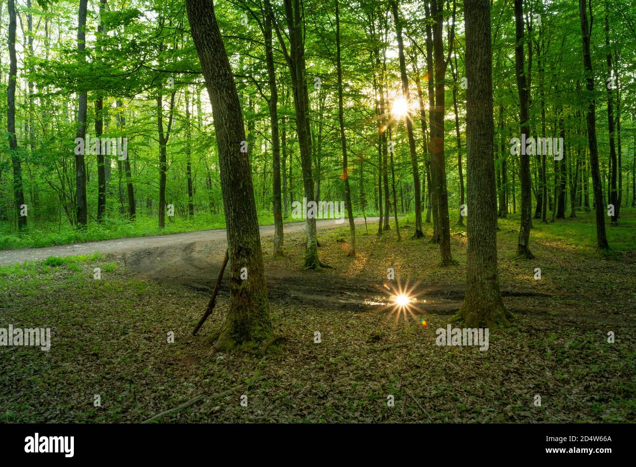 The dirt road and sunshine in the green forest Stock Photo