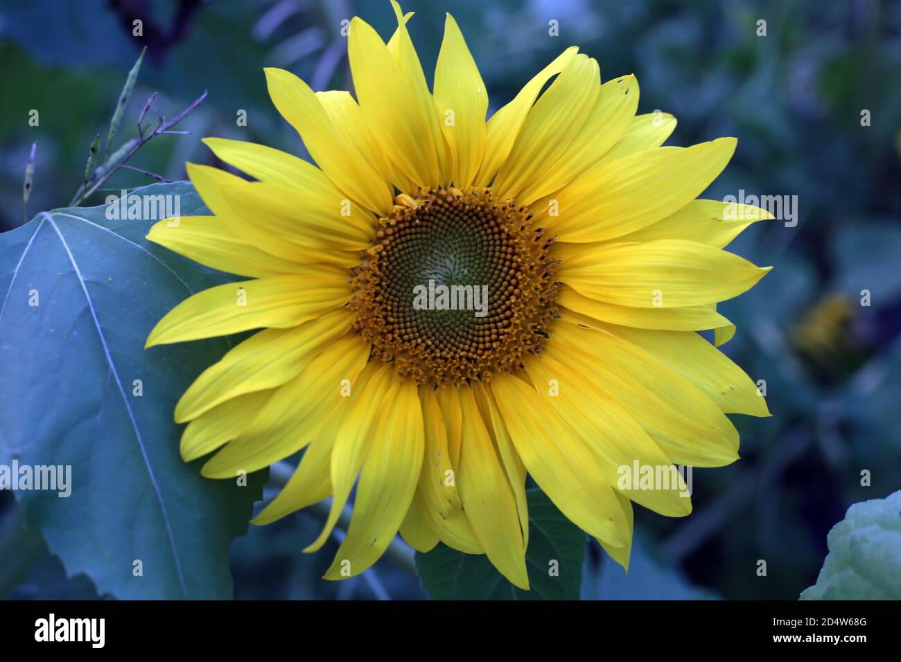 Sunflower field Sunflower natural background Stock Photo - Alamy