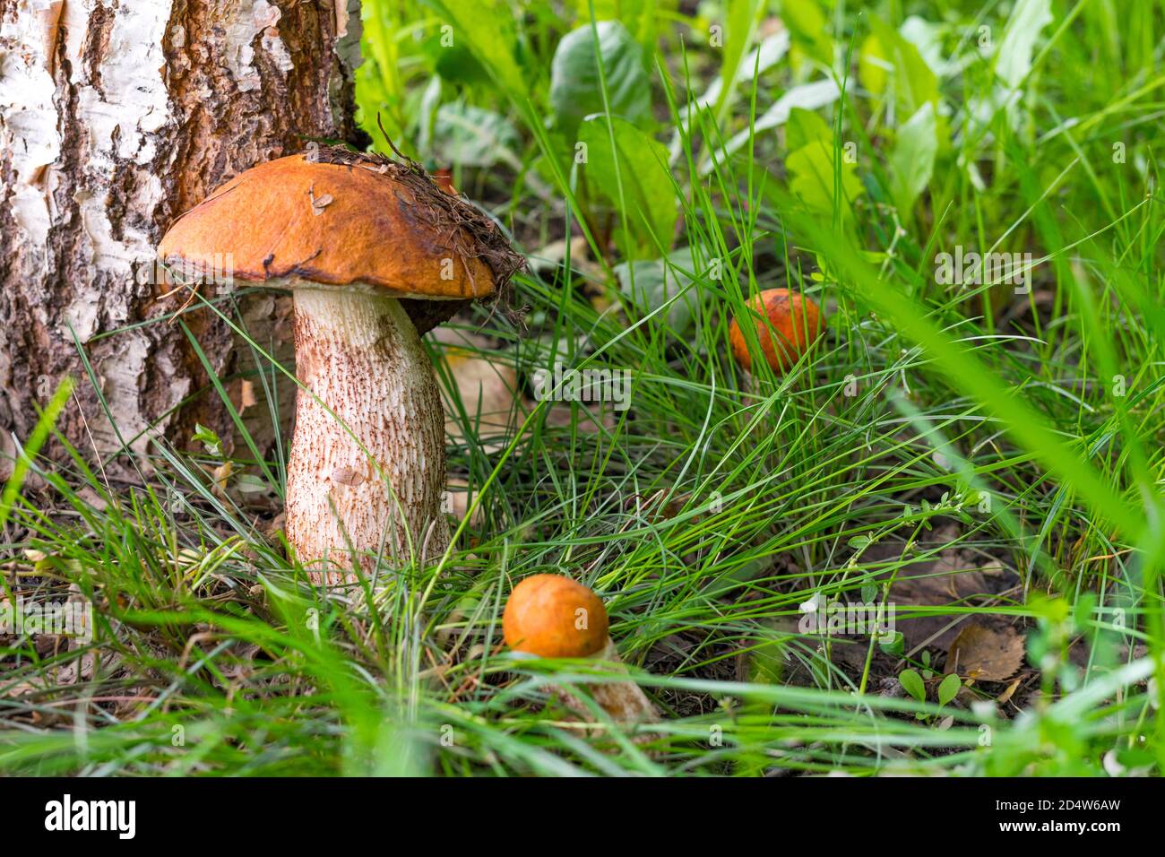 Red-capped scaber stalk in forest. Leccinum aurantiacum. Close-up, shallow  DOF. Three red-headed mushrooms grow near the birch tree Stock Photo - Alamy