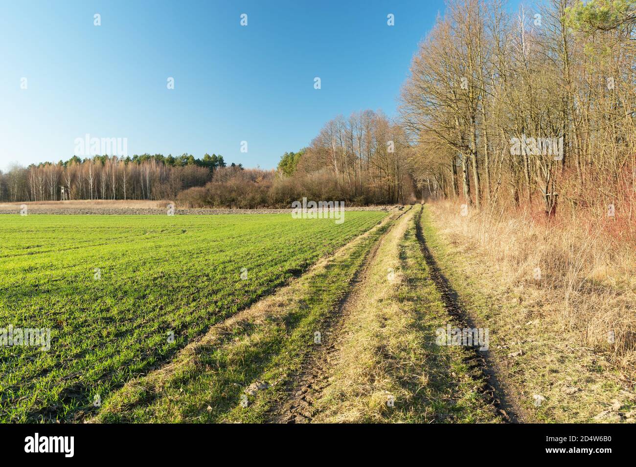 Rural road by the forest, green field and blue sky Stock Photo - Alamy