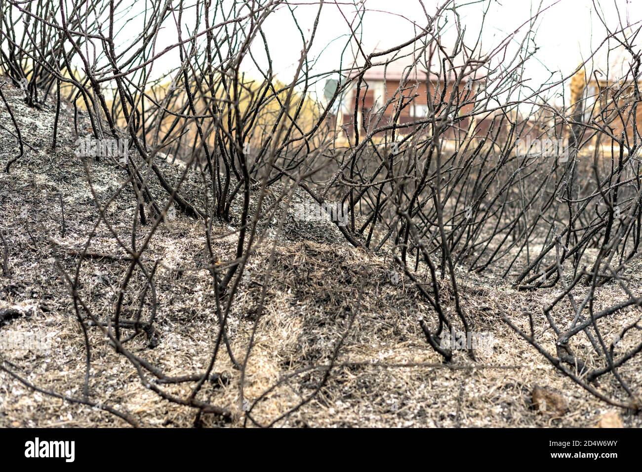 A burnt-out, charred garden as a result of the actions of an irresponsible person. As a result of careless handling of fire. Stock Photo