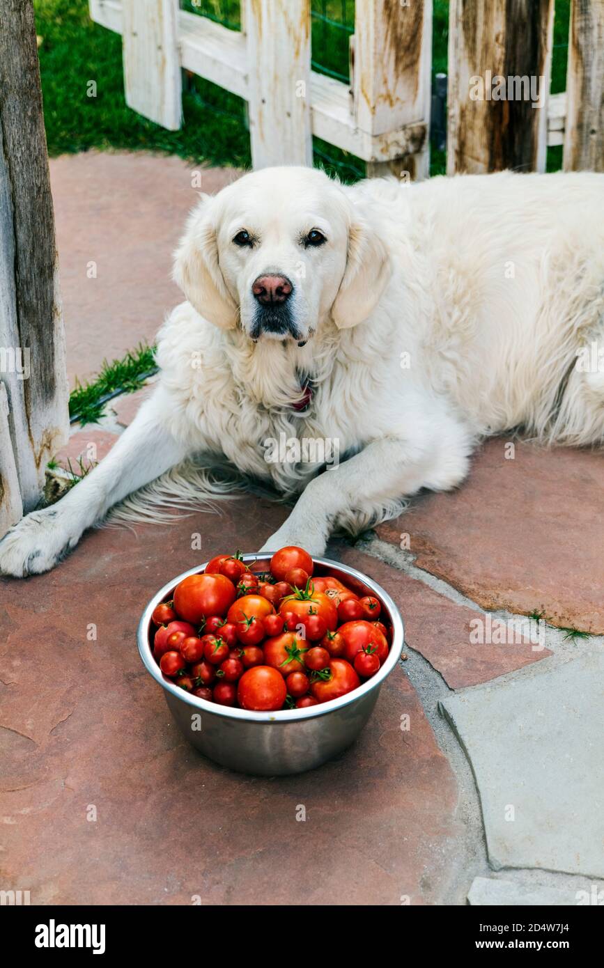 Platinum colored Golden Retriever dog guarding freshly picked garden tomatoes & peppers; Salida; Colorado; USA Stock Photo
