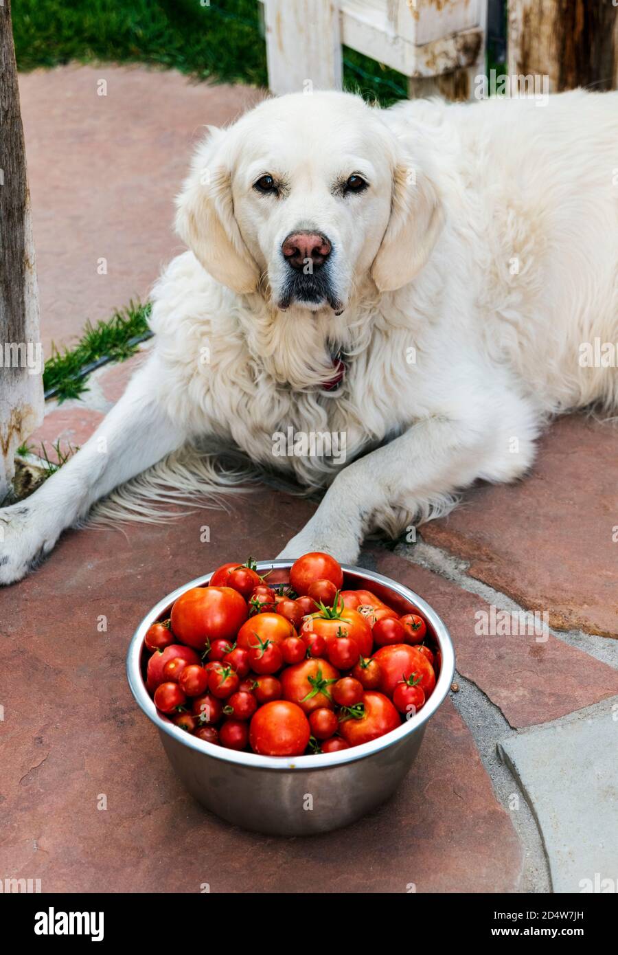 Platinum colored Golden Retriever dog guarding freshly picked garden tomatoes & peppers; Salida; Colorado; USA Stock Photo