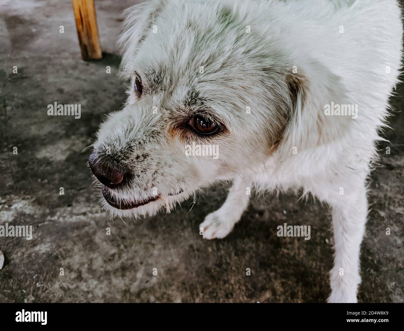High Angle Shot Of A Homeless White Dog Wandering Outside Stock Photo Alamy