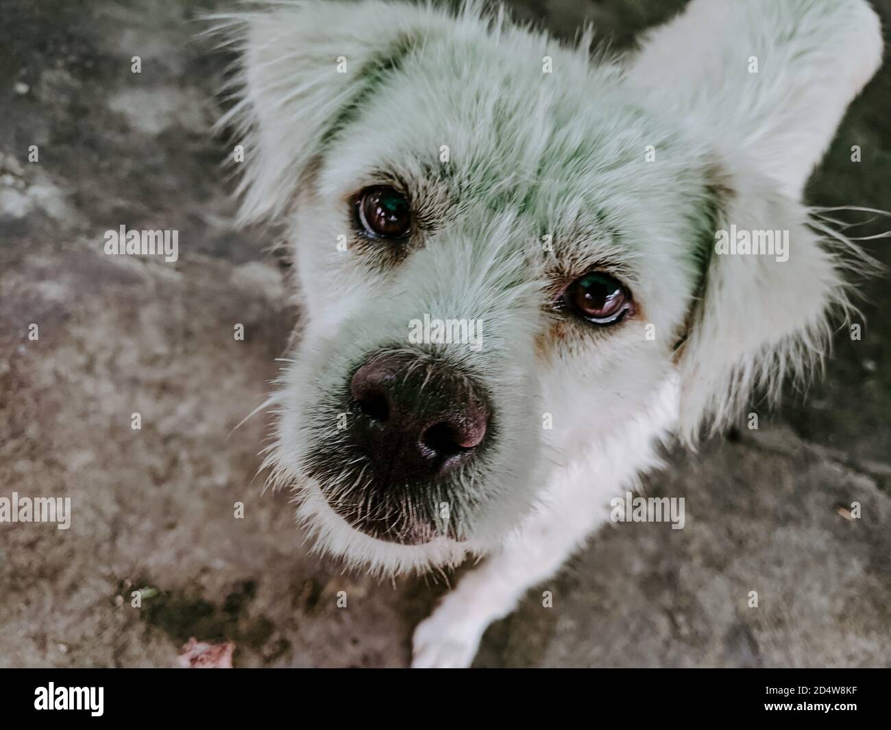 High Angle Shot Of A Homeless White Dog Wandering Outside Stock Photo Alamy