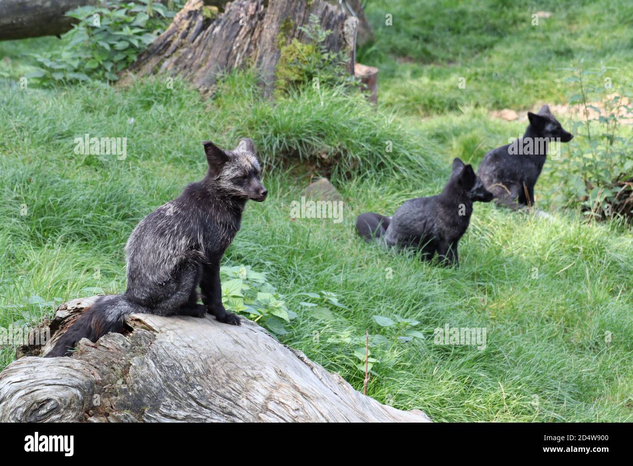 The grey tree fox hi-res stock photography and images - Alamy