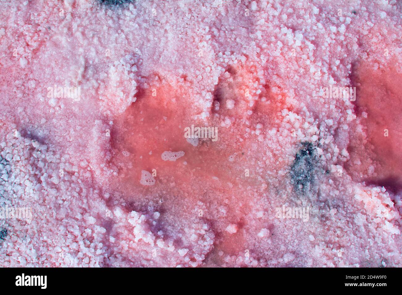 Salt, brine and mud of pink salty Sivash Lake near Azov Sea, colored by micro algae Dunaliella salina, enriching water of the lake by beta-carotene Stock Photo