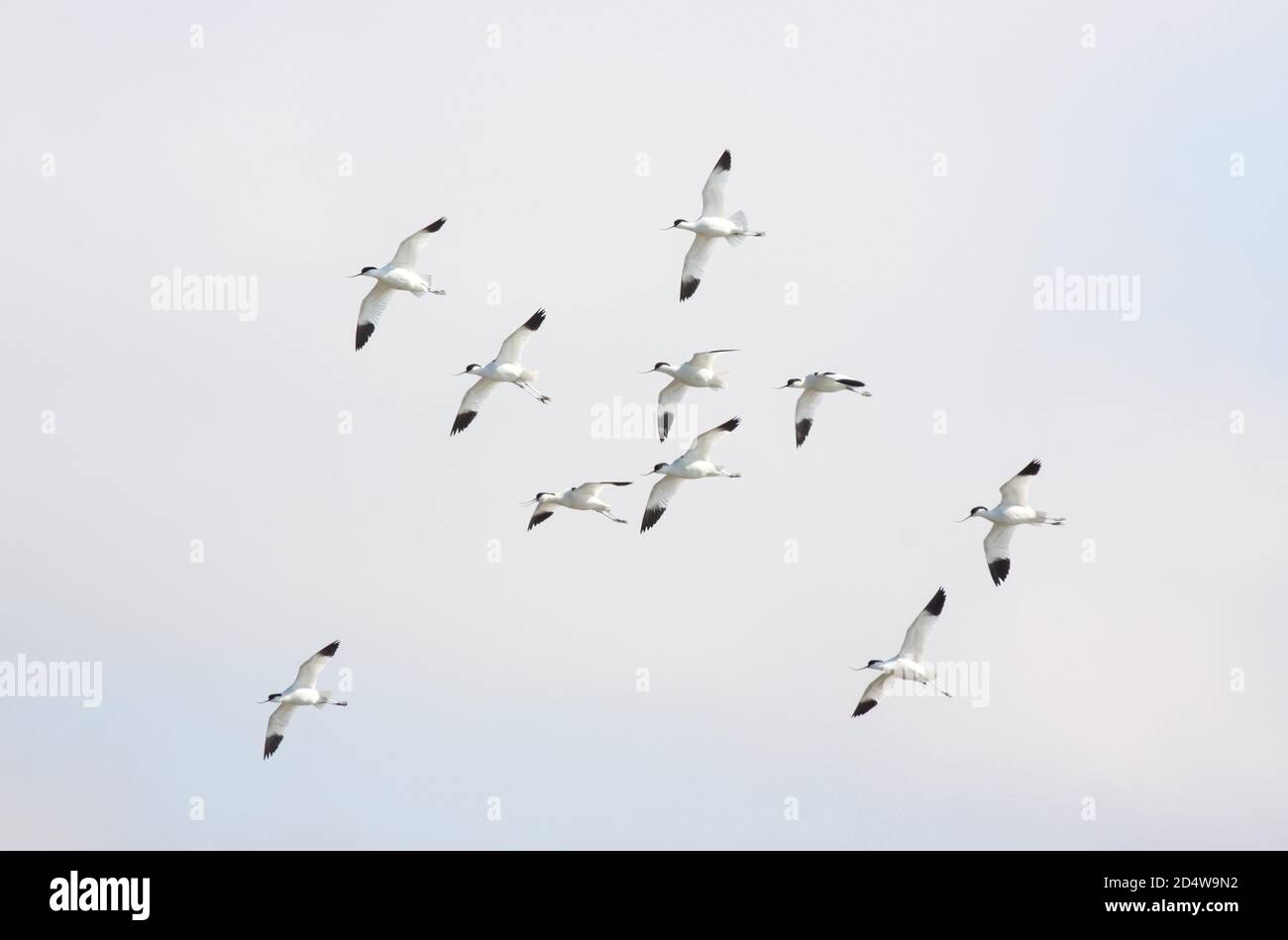The striking and elegant avocets flew at the North Sea / Germany Stock Photo