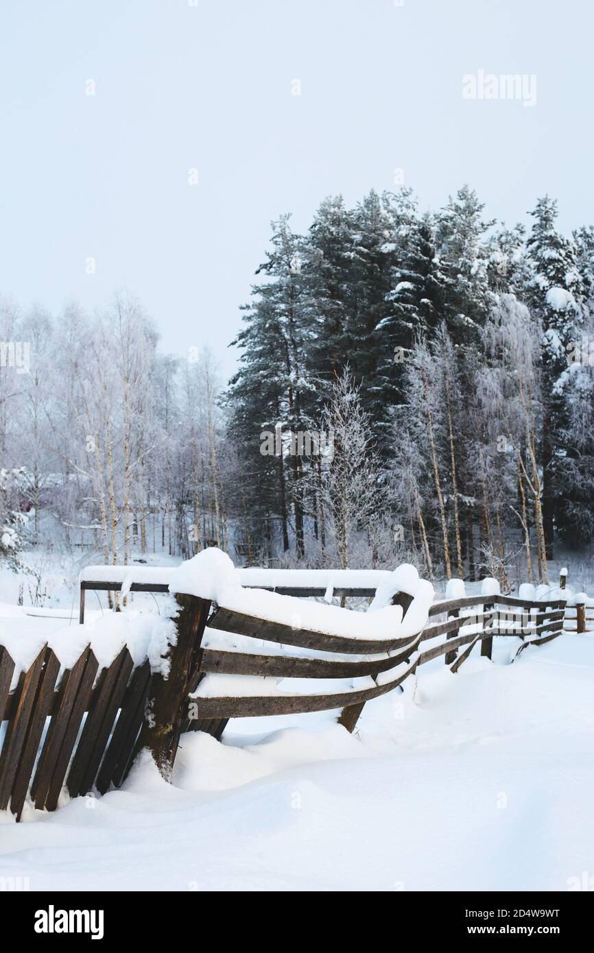 Winter landscape, trees in the forest covered with snow, in the ...