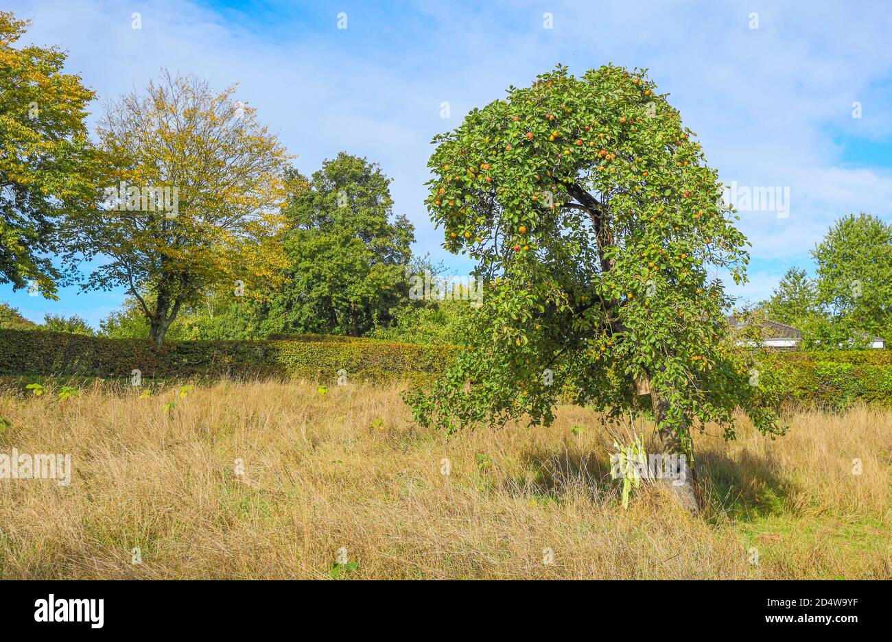 “If I knew that tomorrow the world would end, I would plant an apple tree today'. (Martin Luther?) Stock Photo