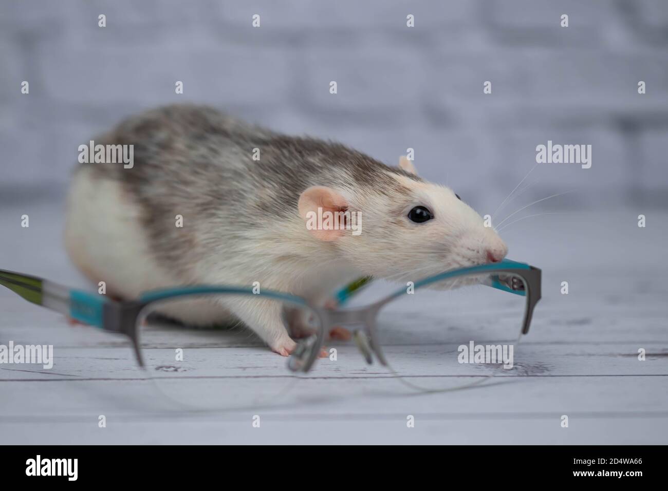 A cute rat sits next to glasses with transparent glasses. Clever rodent. Stock Photo