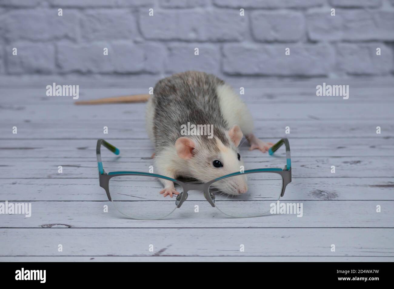 A cute rat sits next to glasses with transparent glasses. Clever rodent. Stock Photo