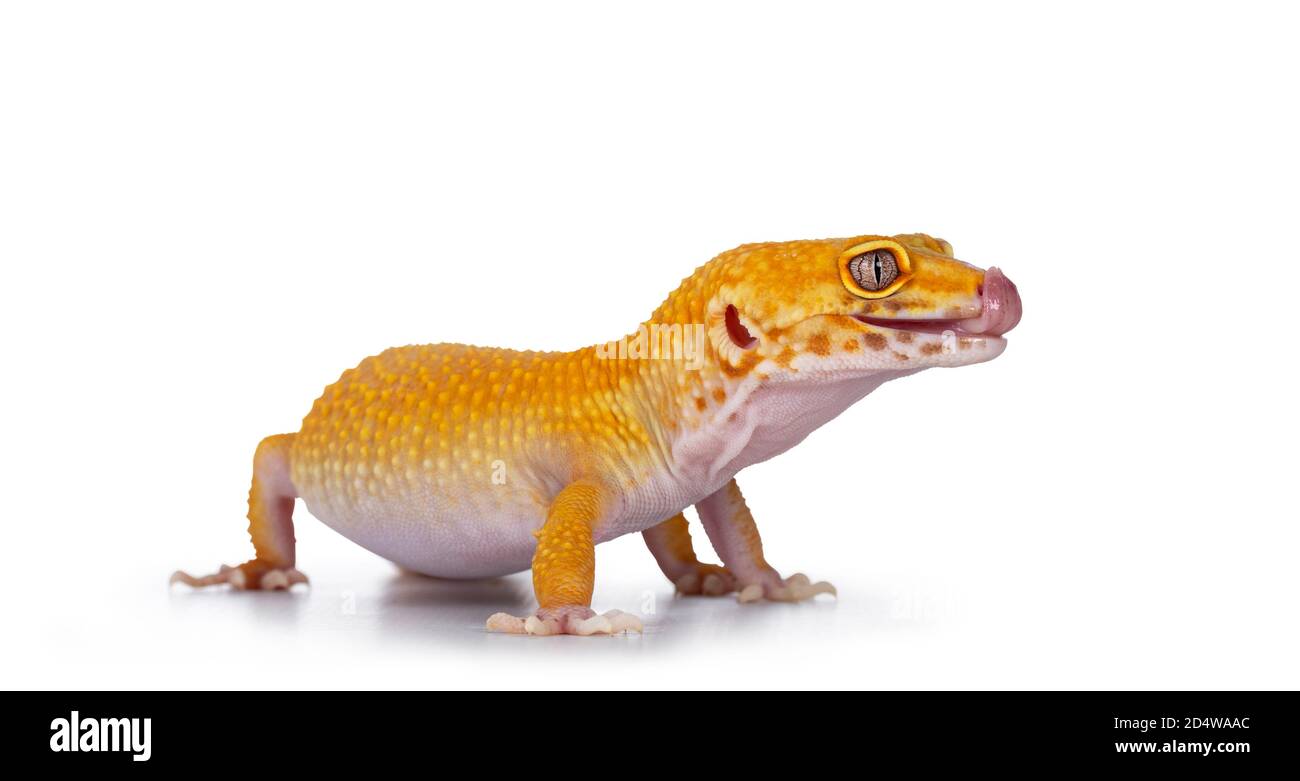 blue tongue skink stuffed animal