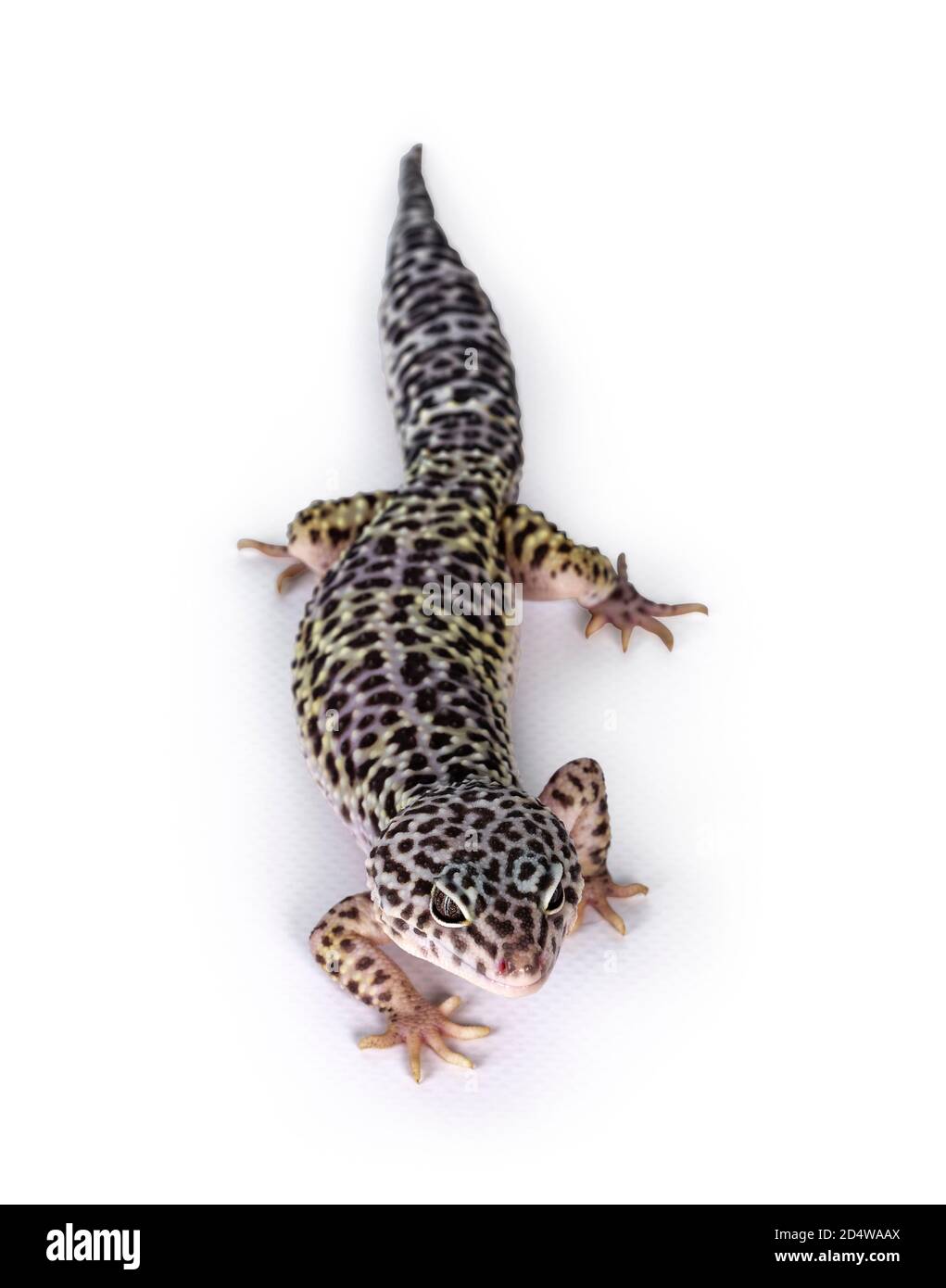 Top view of adult Mack snow leopard gecko aka Eublepharis macularius. Isolated on white background. Stock Photo