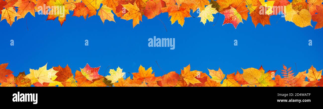 seamless pattern of autumn leaves isolated on white background Stock ...