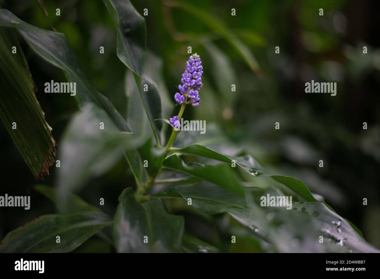Muscari Racemosum Muscari Muscarimi Blue Flower Flowers Racemoid Raceme Stock Photo