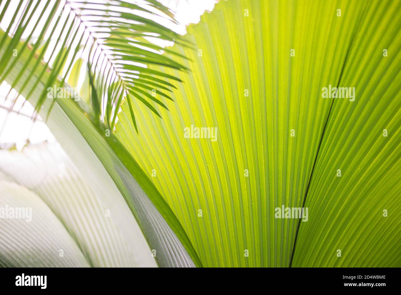 Licuala Peltata Sumawongii Palm Leaf Stock Photo