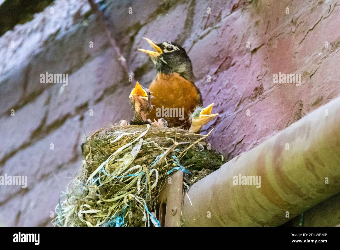 Adult American Robin, Turdus migratorius, with three chicks in nest, appearing to sing with beaks open, New York City, USA Stock Photo