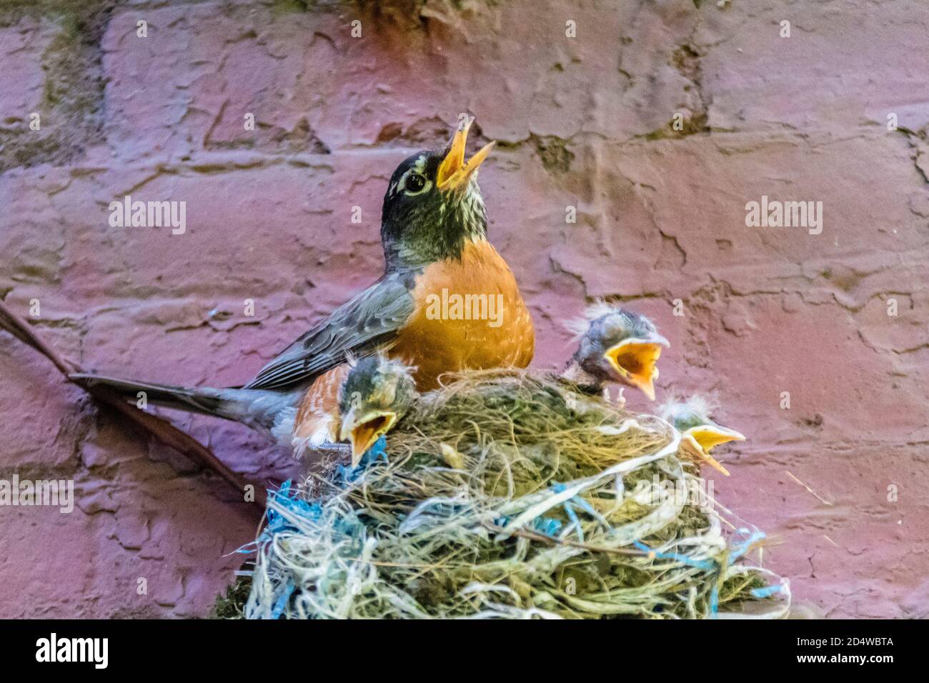 Adult American Robin, Turdus migratorius, with three chicks in nest