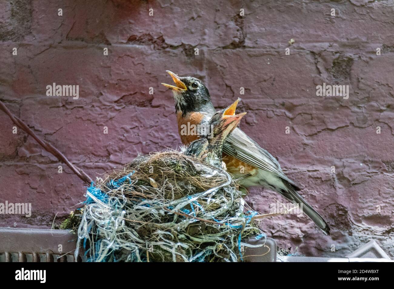 Adult American Robin, Turdus migratorius, with chick in nest, appearing to sing a duet with beaks open, New York City, USA Stock Photo