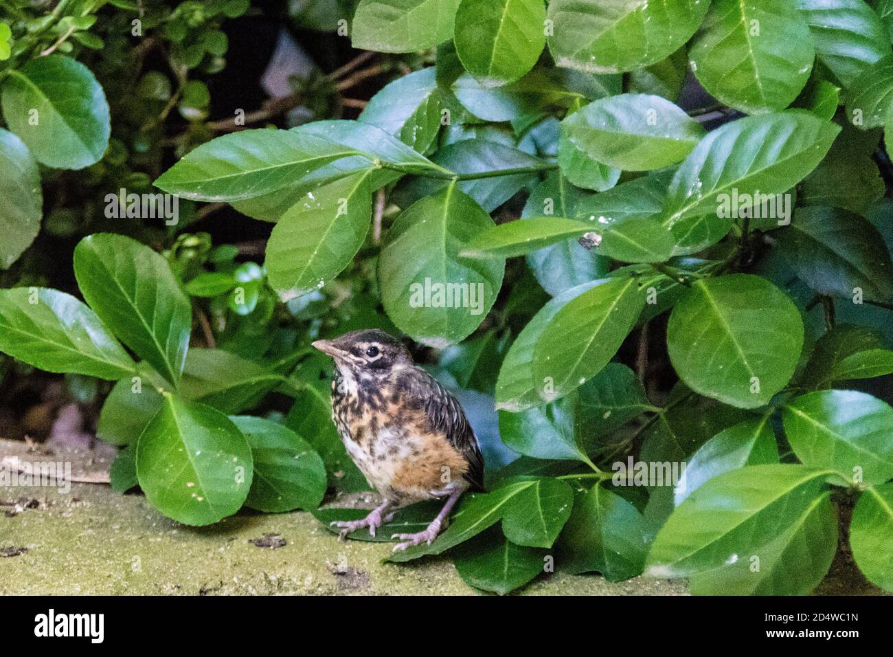 Cute little American Robin Fledgling, Turdus migratorius, in a Greenwich Village courtyard, New York City, NY, USA Stock Photo