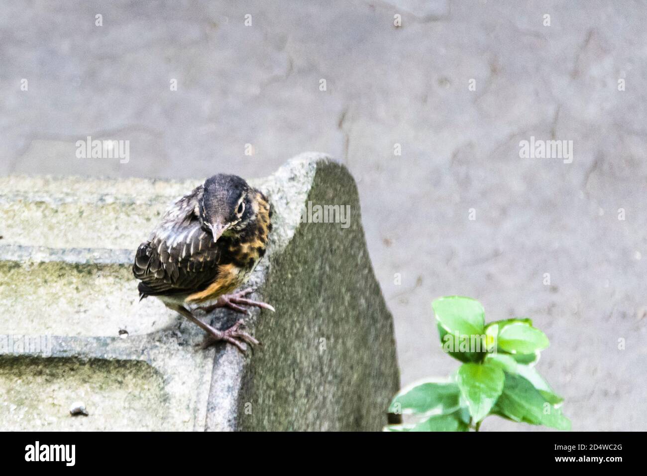 Cute little American Robin Fledgling, Turdus migratorius, in a Greenwich Village courtyard, New York City, NY, USA Stock Photo