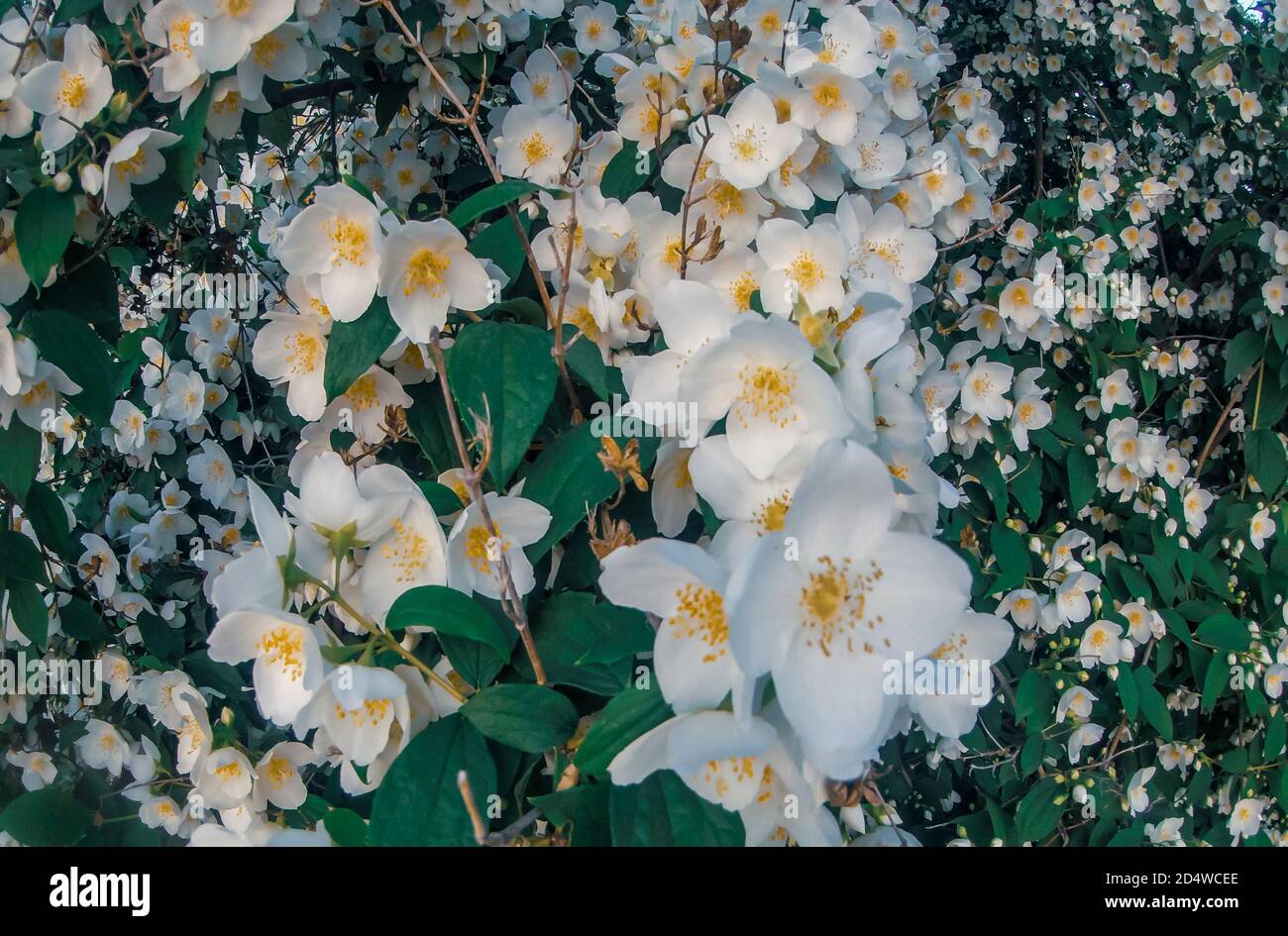 Beautiful flowering jasmine bush. Selective focuse and close- up photo. Stock Photo