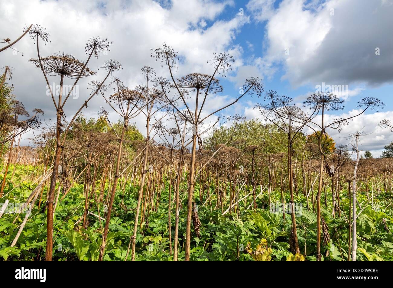 Cow parsnip or the toxic hogweed in summer sunny day. Ecology problem Stock Photo