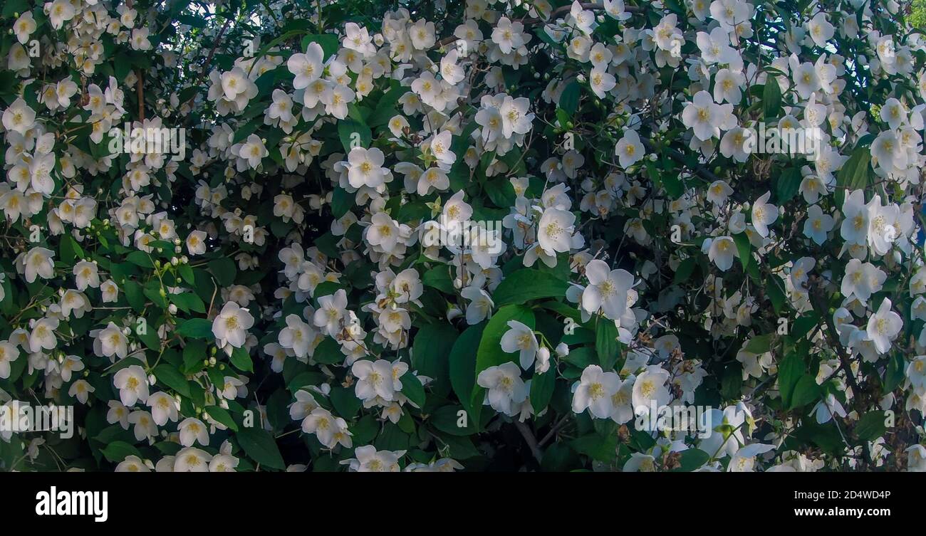 Photo of a beautiful flowering jasmine bush. Selective focus and close- up photo. Stock Photo