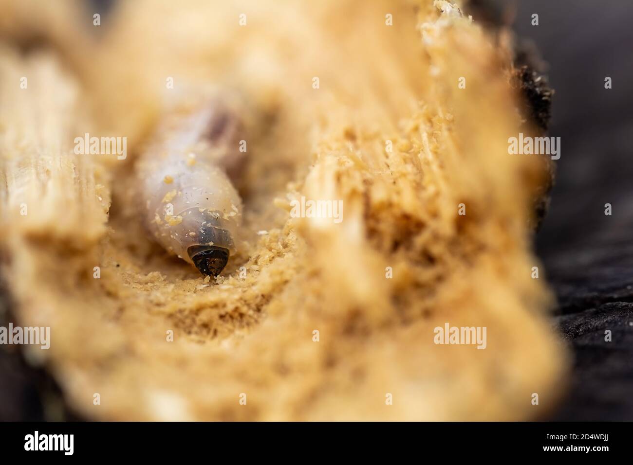 Macro shoot larva of anobiidae eating wood. Pest inect destroyed wood Stock Photo