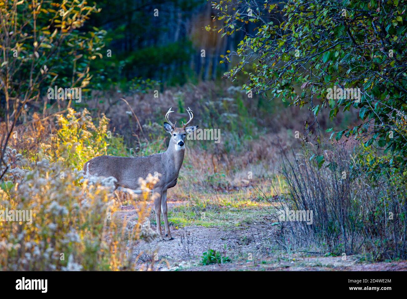 White-tailed deer, buck (Odocoileus virginianus) in  a central Wisconsin forest, horizontal Stock Photo
