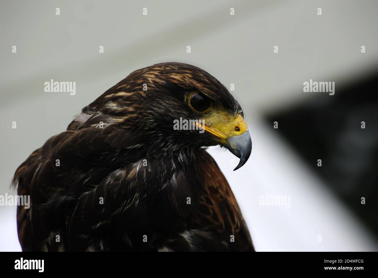 Hawk Expression Closeup shot of a hawk with a wise expression Stock Photo - Alamy