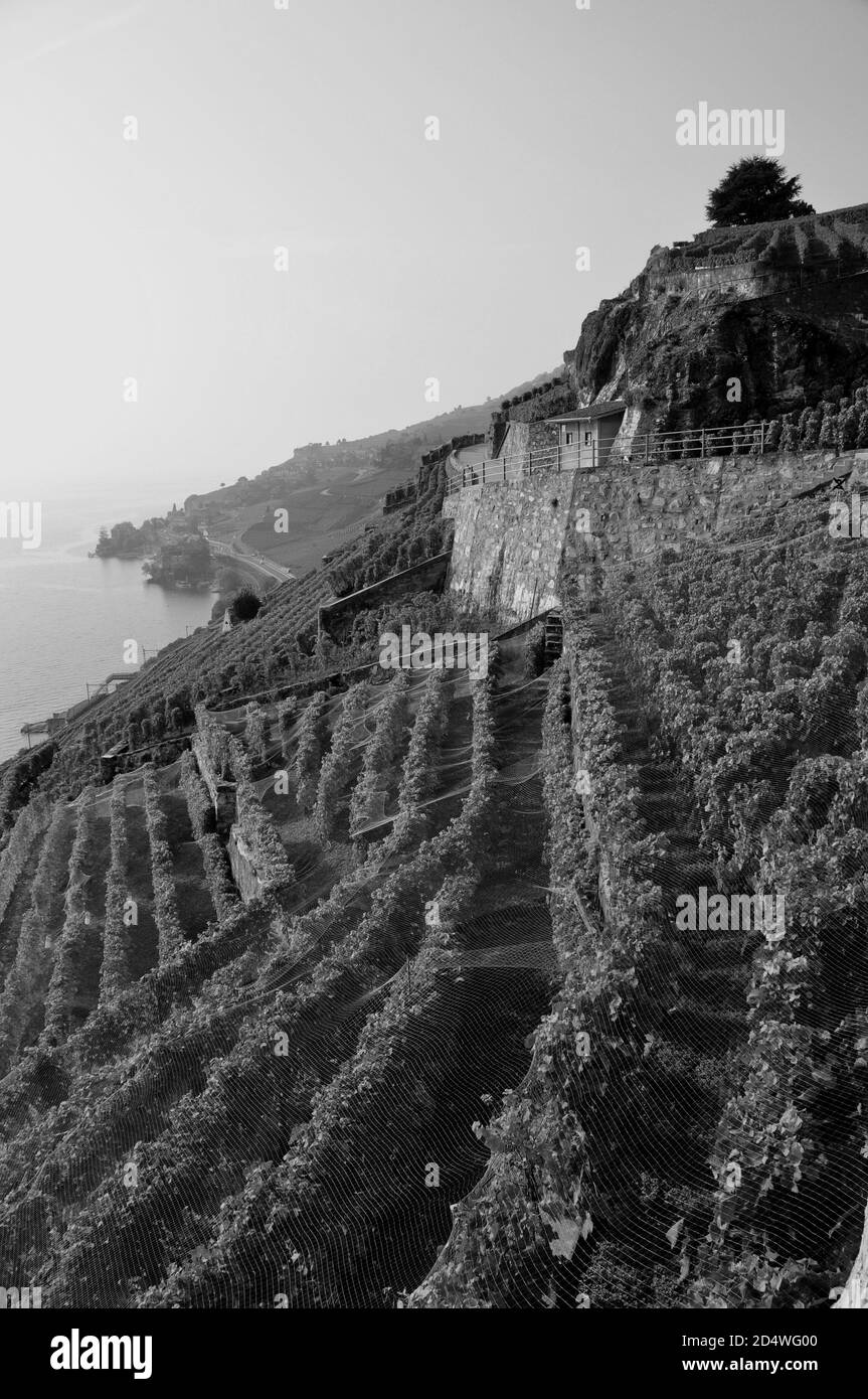 Switzerland: The wine yards and terraces Lavaux at the Unesco World Heritage near St. saphorin above lake Geneva Stock Photo