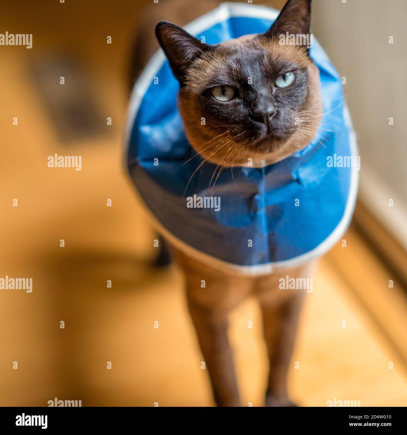 Tokinese cat with cone of shame Stock Photo