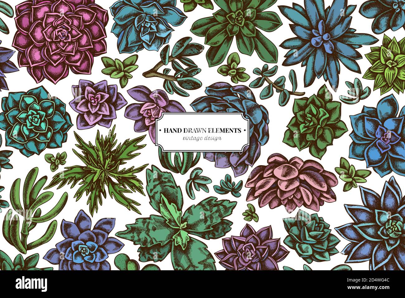 Floral design with colored succulent echeveria, succulent echeveria, succulent Stock Vector