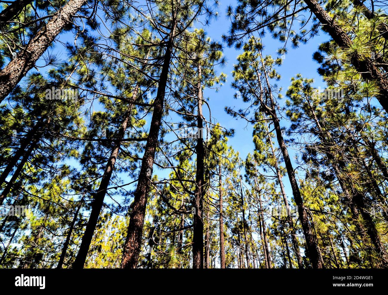Very High Pine Wood Forest Stock Photo - Alamy