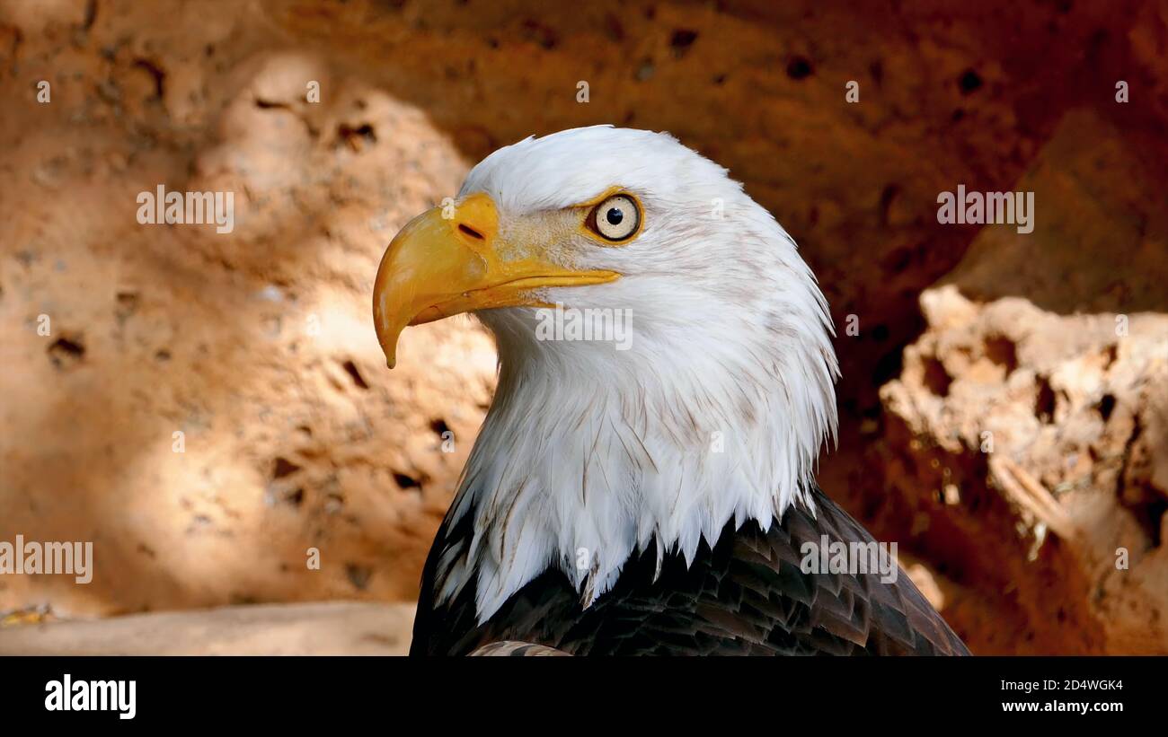 Eagle Eye Close Up High Resolution Stock Photography and Images - Alamy