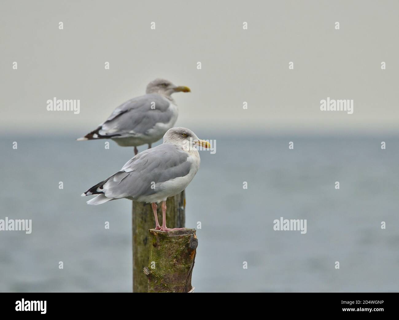 Single Seagulls, close up,  sitting on a pole in beautiful pastel pink light at the shore Stock Photo