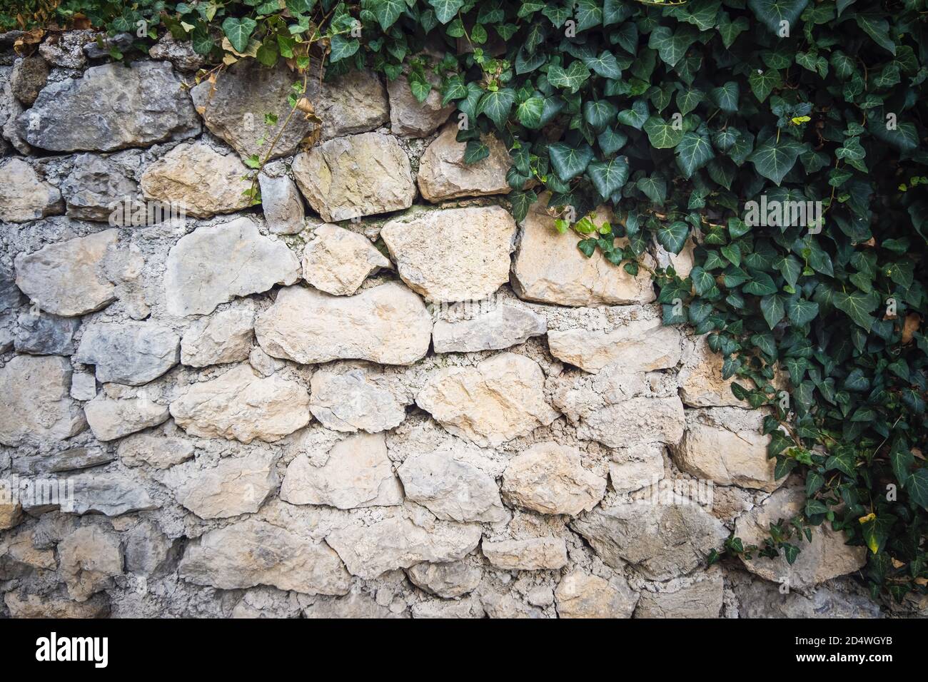 Old stone wall with ivy as background. High quality photo Stock Photo