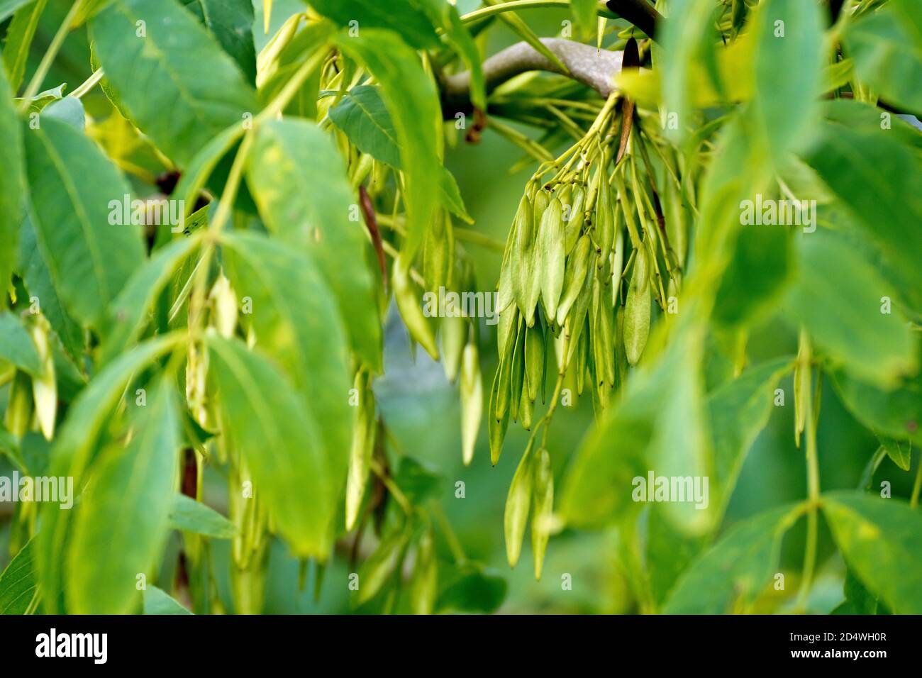 Ash (fraxinus excelsior), close up of a cluster of unripe fruits or keys hidden amongst the leaves of the tree in the early autumn. Stock Photo