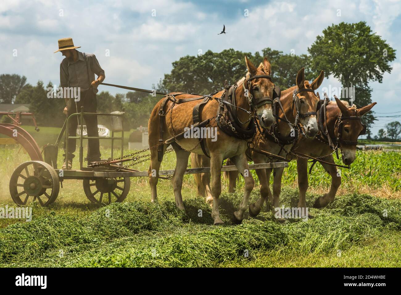 Amish, Lancaster county, PA
