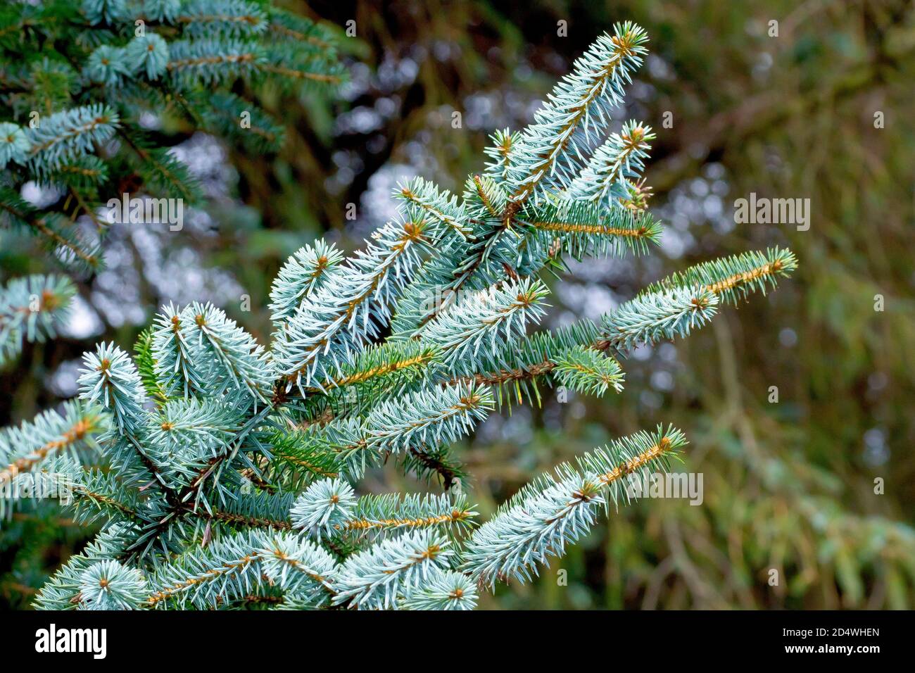 Sitka Spruce (picea sitchensis), close up showing a branch of the distinctly blueish needles of the tree. Stock Photo