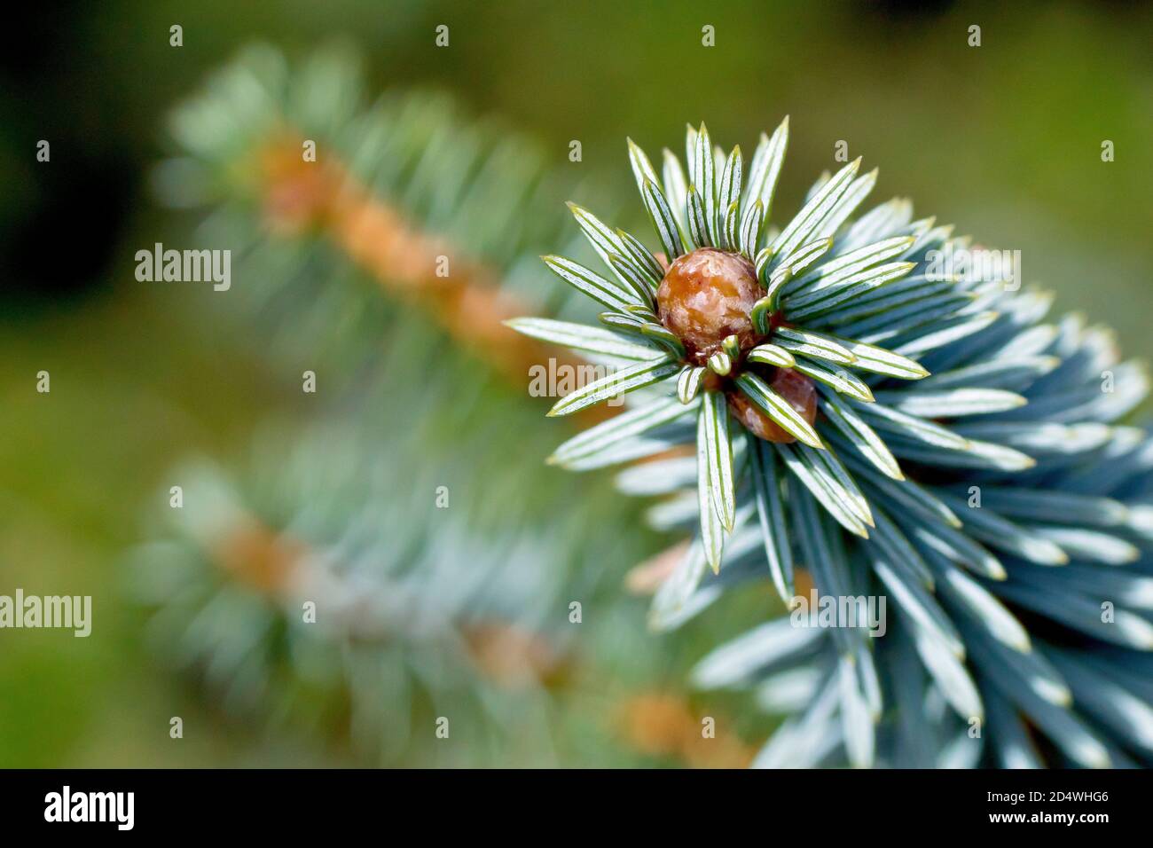 Sitka Spruce (picea sitchensis), close up of the tip of a branch showing the distinctly blueish needles of the tree. Stock Photo
