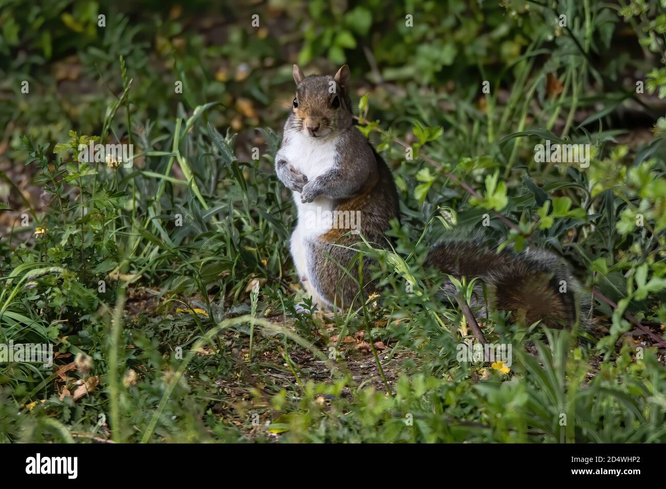 Squirrel in his own environment Stock Photo Alamy