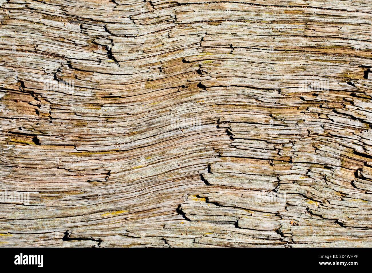 A close up image of the coarse grain pattern in a plank of wood found washed up on the beach. Stock Photo