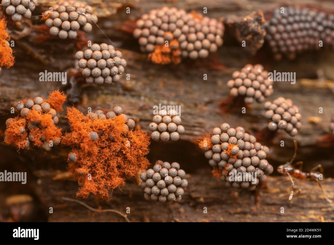 Fruiting bodies of Multigoblet Slime Mold (Metatrichia vesparium) grow on the side of a fallen dead tree. Stock Photo