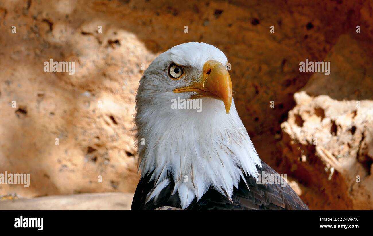 Eagle Eye Close Up High Resolution Stock Photography and Images - Alamy