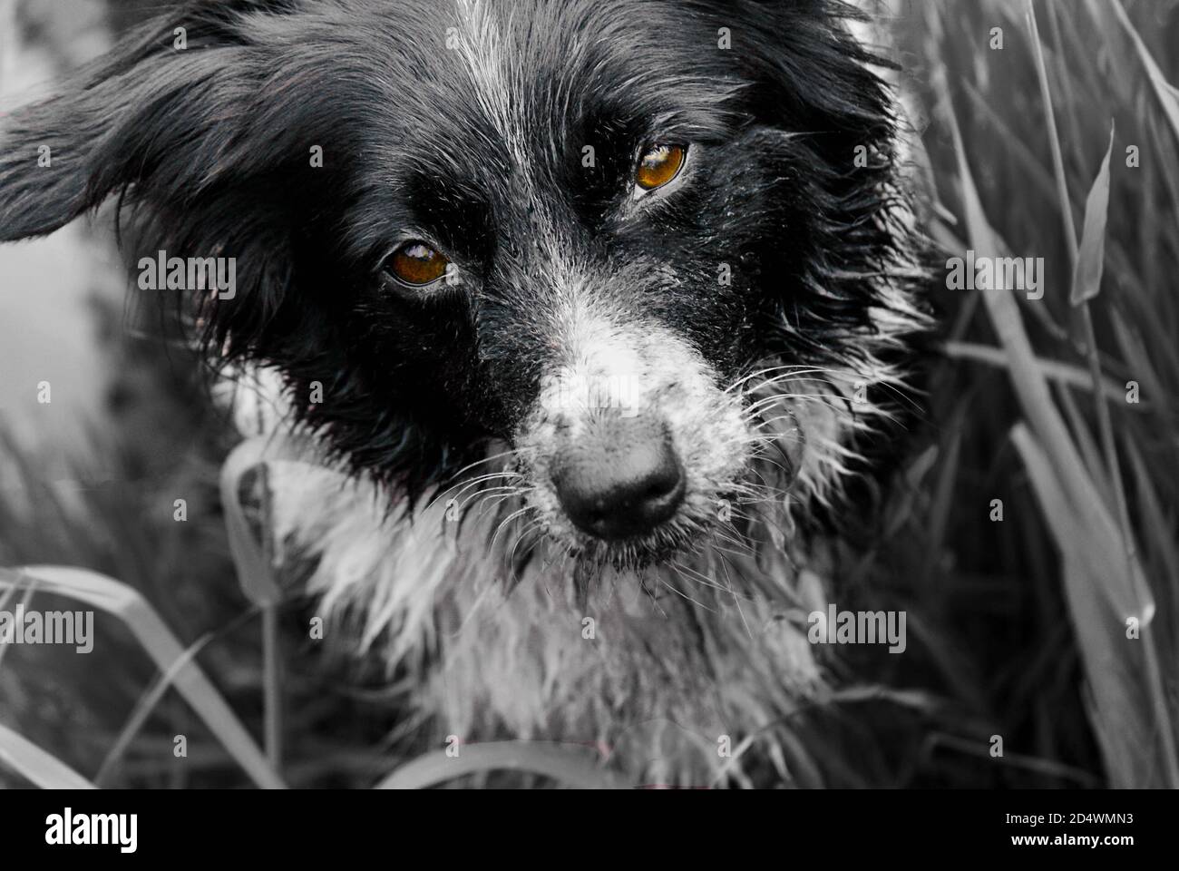 Adorable black and white dog with a sad face expression Stock Photo - Alamy
