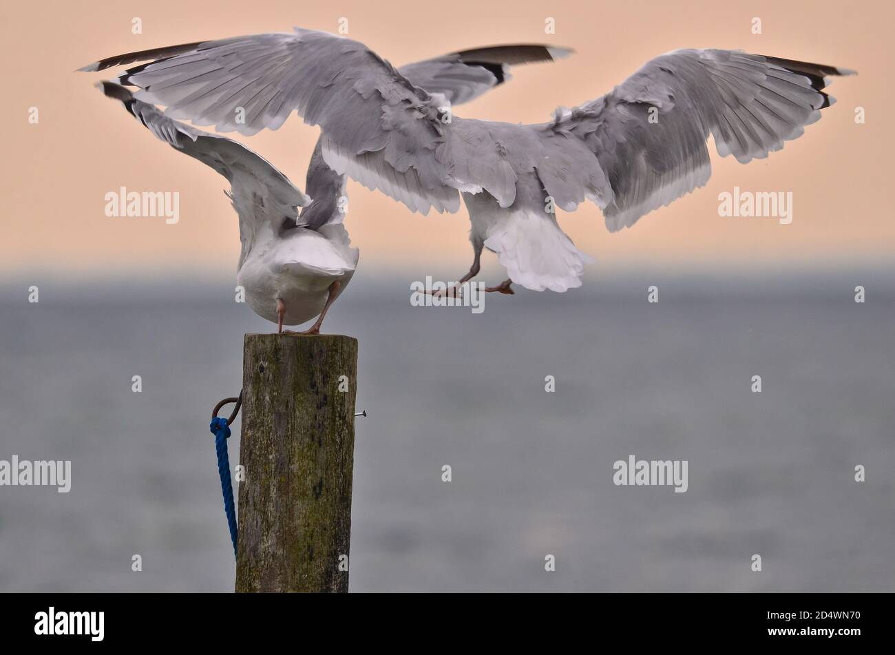 Two wing fly hi-res stock photography and images - Alamy